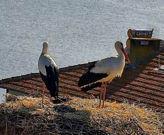 Yaren leylek, Nazlı’ya kavuştu