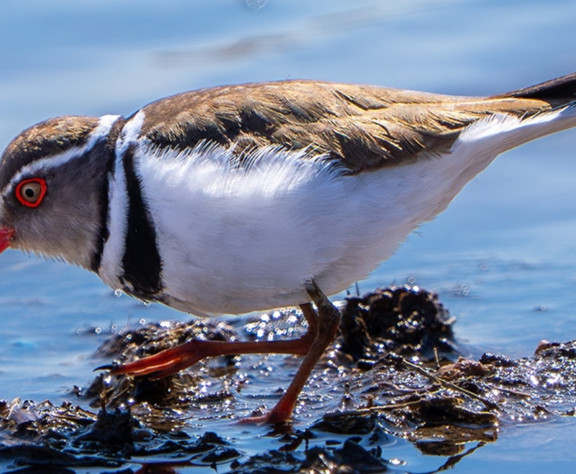 Türkiye'de ilk kez görüldü