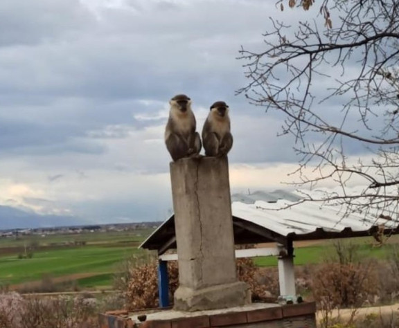 Arıcı şaşkına döndü: Kovan kontrolünde maymun sürprizi