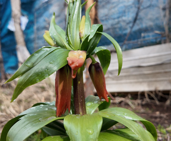 Gören hayran kalıyor, koparan pişman oluyor