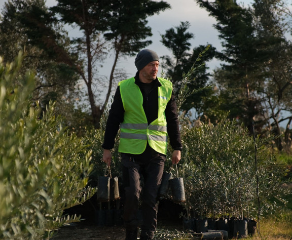 Ağaç Adam'ın hedefi 1 milyon zeytin fidanı