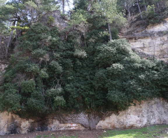 Türkiye’nin en yaşlı ikinci canlısı baharla yeniden canlandı