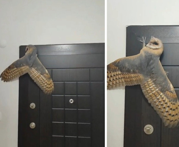 Gece hırsız girdi sandı, gerçek bambaşka çıktı