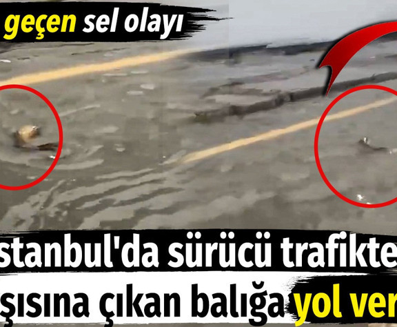 İstanbul'da sürücü trafikte karşısına çıkan balığı görünce yol verdi. Tarihe geçen sel olayı