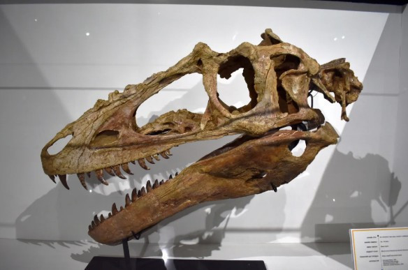 Soyağacını yeniden yazacak keşif: T.rex'in atası 'Ejderha Prensi' - Resim : 1