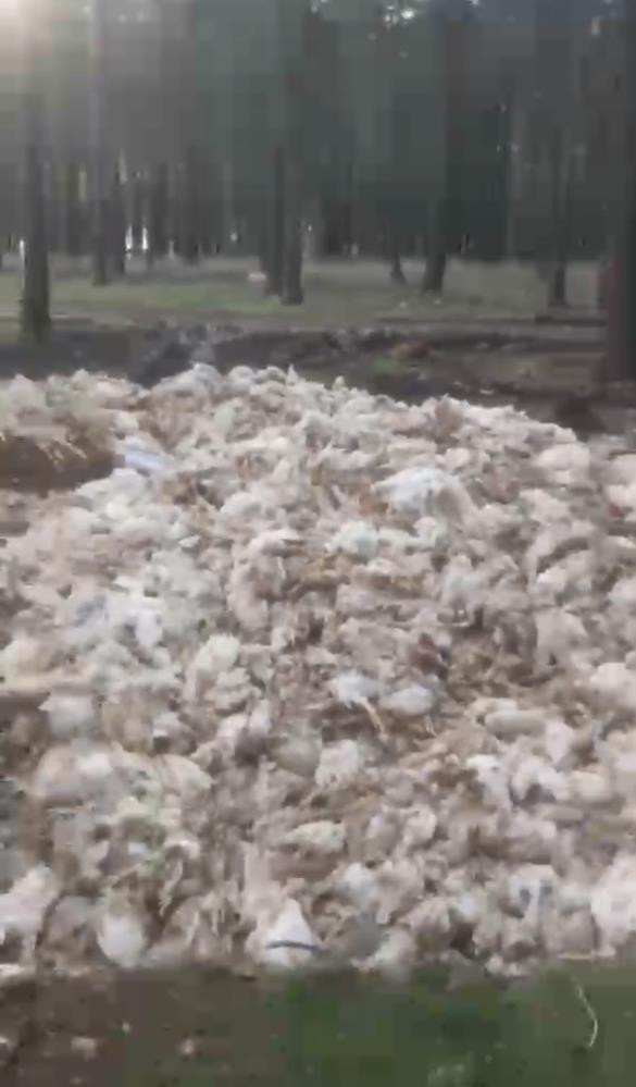 Tarsus’ta korkunç görüntü: Ölü tavuklar doğaya atıldı - Resim : 1