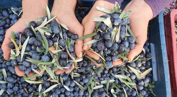 Zeytinin ömrünü uzatan 4 basit yöntem. Meğer yanlış saklıyormuşuz - Resim : 2