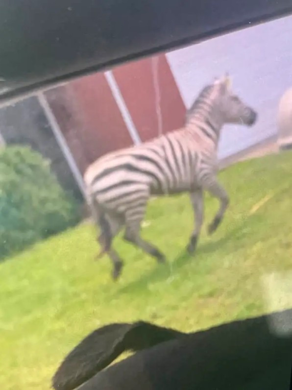 Kaçak evcil zebra böyle yakalandı - Resim : 1