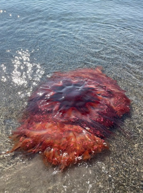 Kıyıya kocaman denizanası vurdu, yetkililer tatilcileri uyardı - Resim : 1