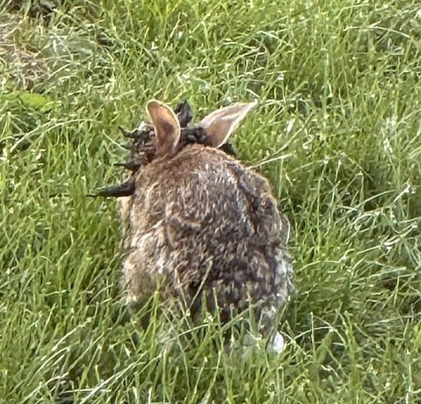 ABD'de 'mutant tavşan' alarmı - Resim : 1