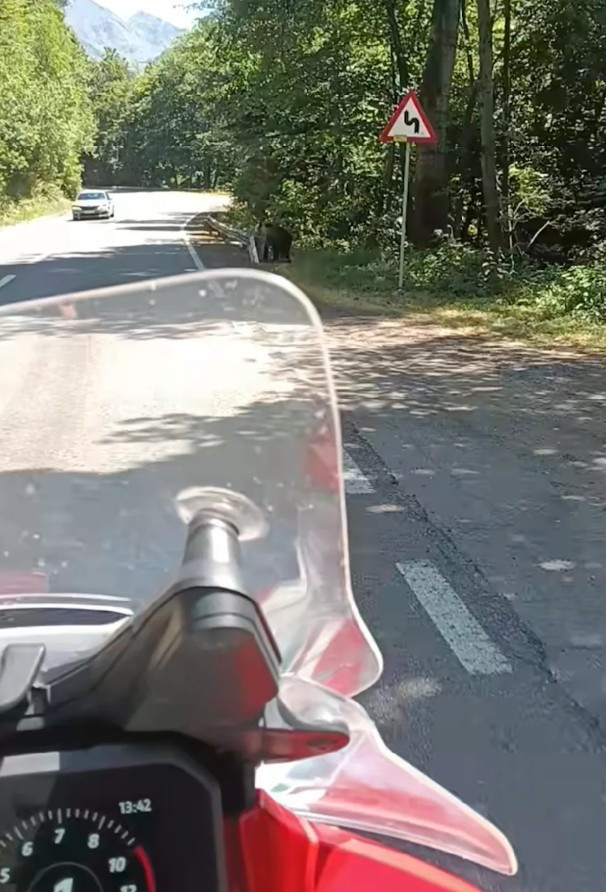 Son fotoğrafı oldu: Beslemek için yaklaştığı ayı, turisti öldürdü - Resim : 2