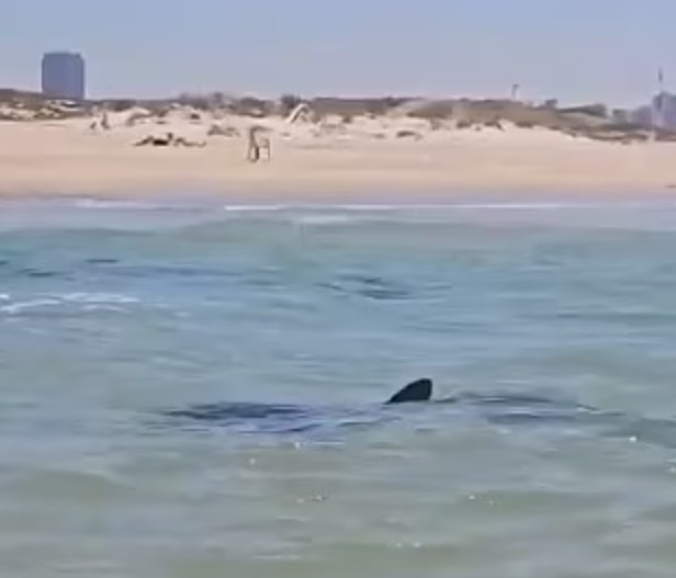 İsrail'de korku dolu anlar: Köpek balığı, turisti yedi - Resim : 1