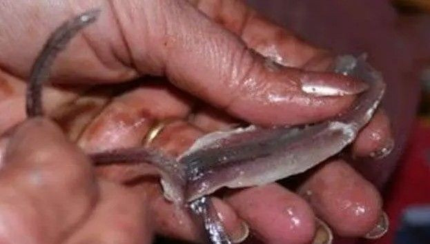 1 kilo hamsi alıp eve gelenler şaşkın! Adet sayısı herkesi şoke etti - Resim: 8