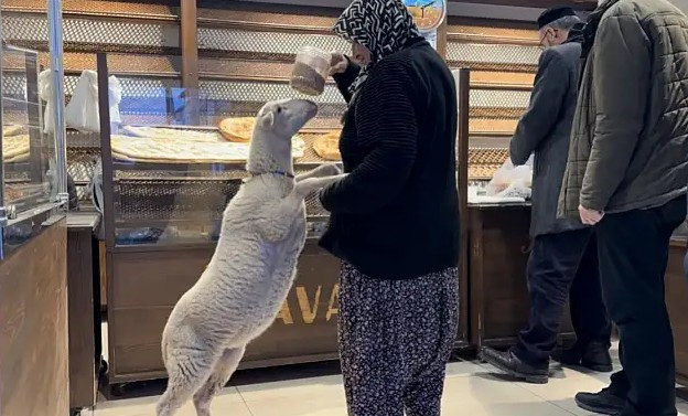 Kaybolan '&Ccedil;orap' az daha kurban oluyordu - Resim : 2