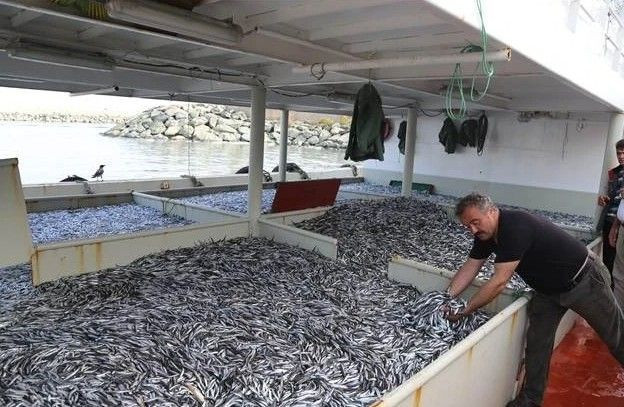 1 kilo hamsi alıp eve gelenler şaşkın! Adet sayısı herkesi şoke etti - Resim: 7