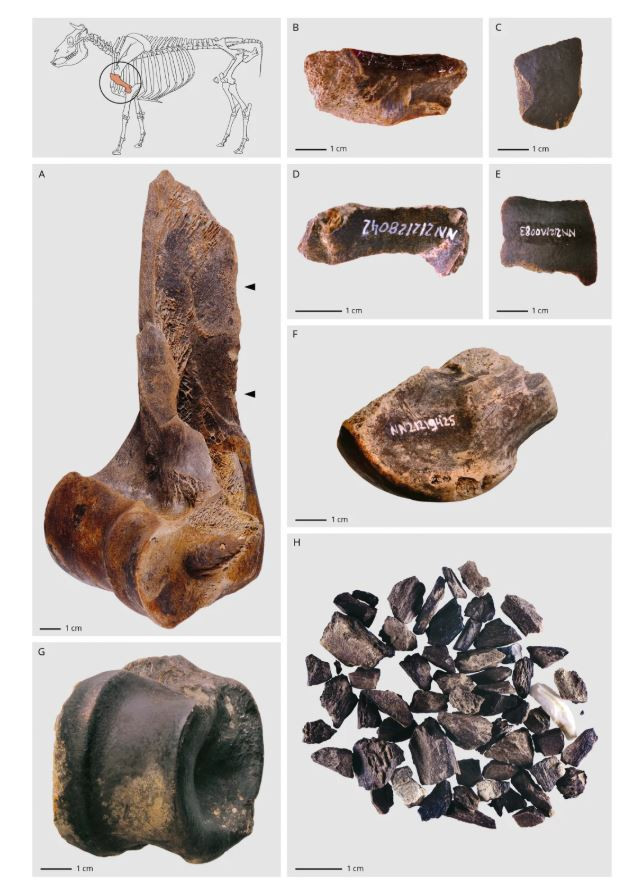 Bu da Neandertallerin 'yağ fabrikası': Tam 125 bin yıllık - Resim : 1