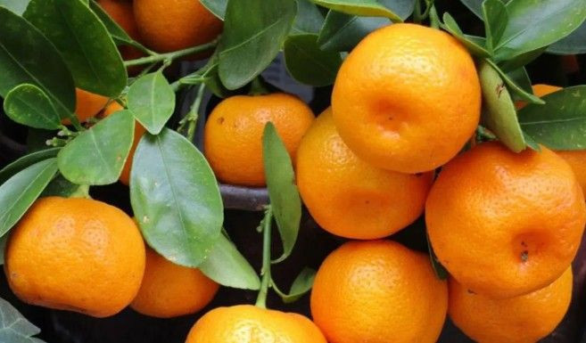 Mandalina alırken bunu yapın! Ekşi çıkmasını önlemenin pratik yolu - Resim: 23