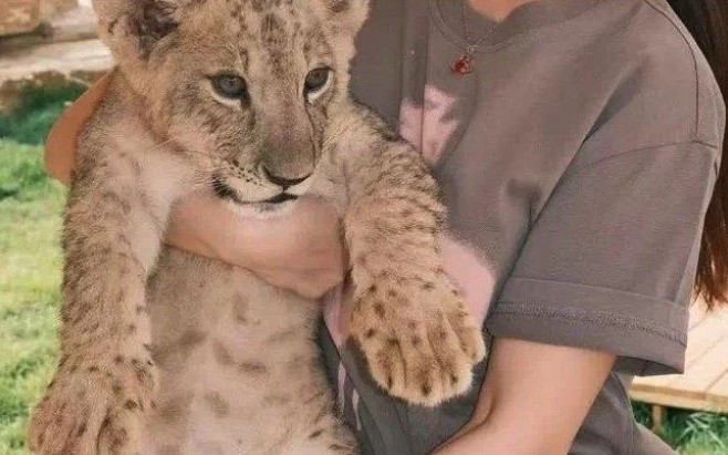 Menüye 'yavru aslana sarılma'yı eklediler, ortalık karıştı - Resim : 1