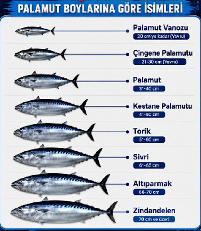 Palamut nasıl yakalanır? Bilmeniz gerekir - Resim : 7
