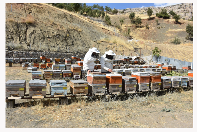 Aldığı &ouml;neri bal &uuml;reticisine altın getirdi - Resim : 4