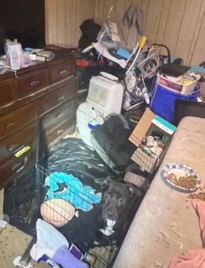 Kâbus gibi ev: Bebeklerini ölü keçi ve bakımsız 47 hayvanın ortasında bırakmışlar - Resim: 5