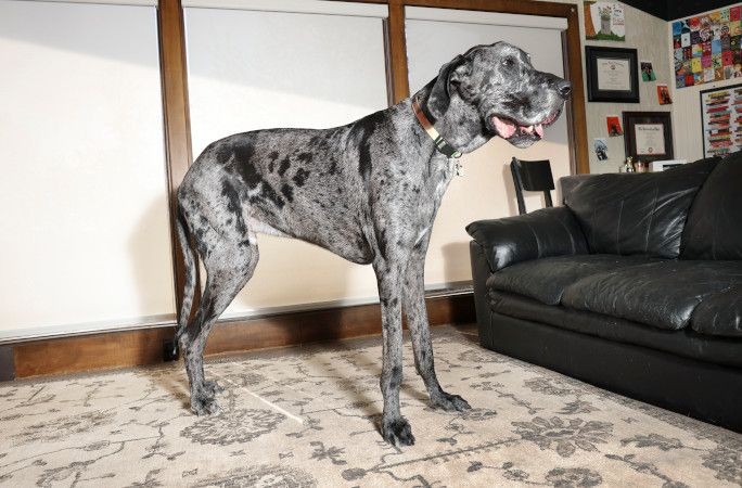 Dünyanın en uzun köpeğiyle en küçük köpeği yan yana - Resim: 7