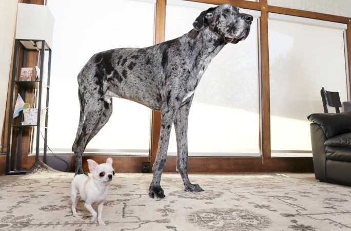 Dünyanın en uzun köpeğiyle en küçük köpeği yan yana - Resim: 6