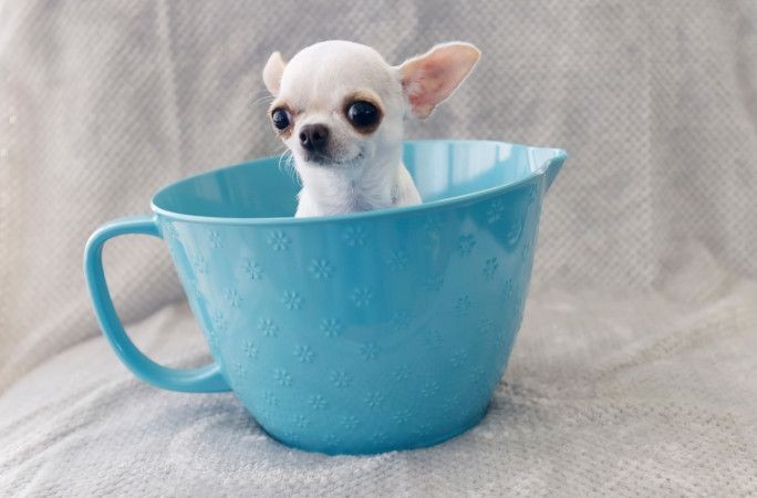 Dünyanın en uzun köpeğiyle en küçük köpeği yan yana - Resim: 12