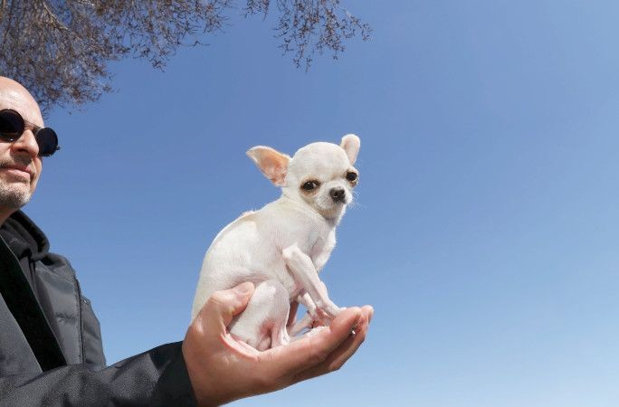 Dünyanın en uzun köpeğiyle en küçük köpeği yan yana - Resim: 10