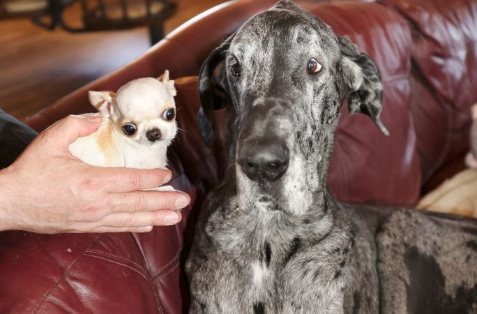 Dünyanın en uzun köpeğiyle en küçük köpeği yan yana - Resim: 4