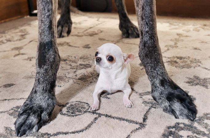 Dünyanın en uzun köpeğiyle en küçük köpeği yan yana - Resim: 5