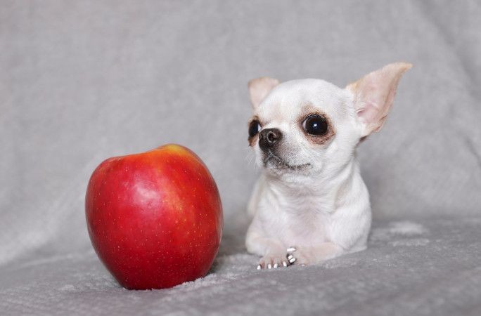 Dünyanın en uzun köpeğiyle en küçük köpeği yan yana - Resim: 9