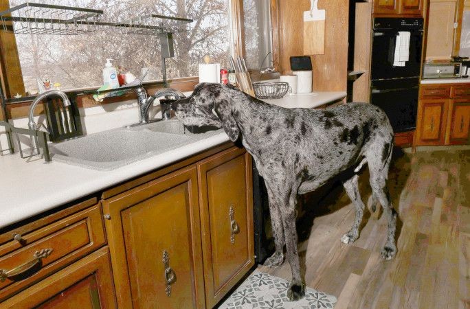 Dünyanın en uzun köpeğiyle en küçük köpeği yan yana - Resim: 11