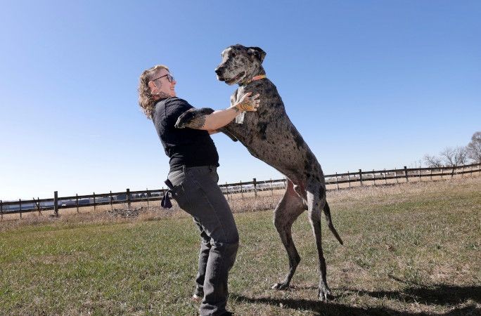 Dünyanın en uzun köpeğiyle en küçük köpeği yan yana - Resim: 8