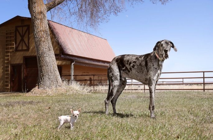 Dünyanın en uzun köpeğiyle en küçük köpeği yan yana - Resim: 3