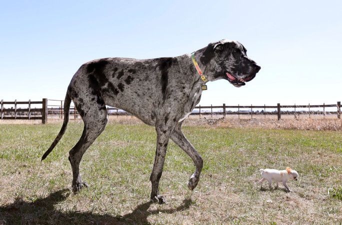 Dünyanın en uzun köpeğiyle en küçük köpeği yan yana - Resim: 2