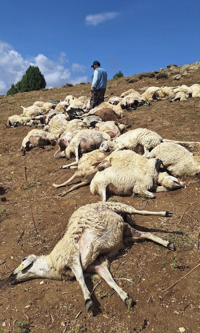 Sürüye yıldırım düştü: 58 koyun öldü - Resim : 1
