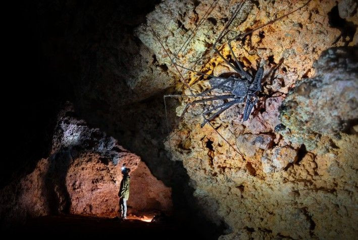 Doğanın saklı yüzü: Yılın Yakın Plan Fotoğrafçılığı kazananları belli oldu - Resim: 4