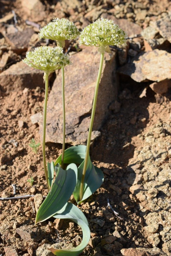 Anadolu'yu bitkiler için gezdi, Tunceli'de 5 yeni türü literatüre kazandırdı - Resim: 14