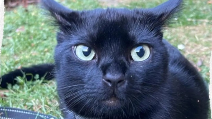 Almanya kayıp kedi Nero'yu konuşuyor