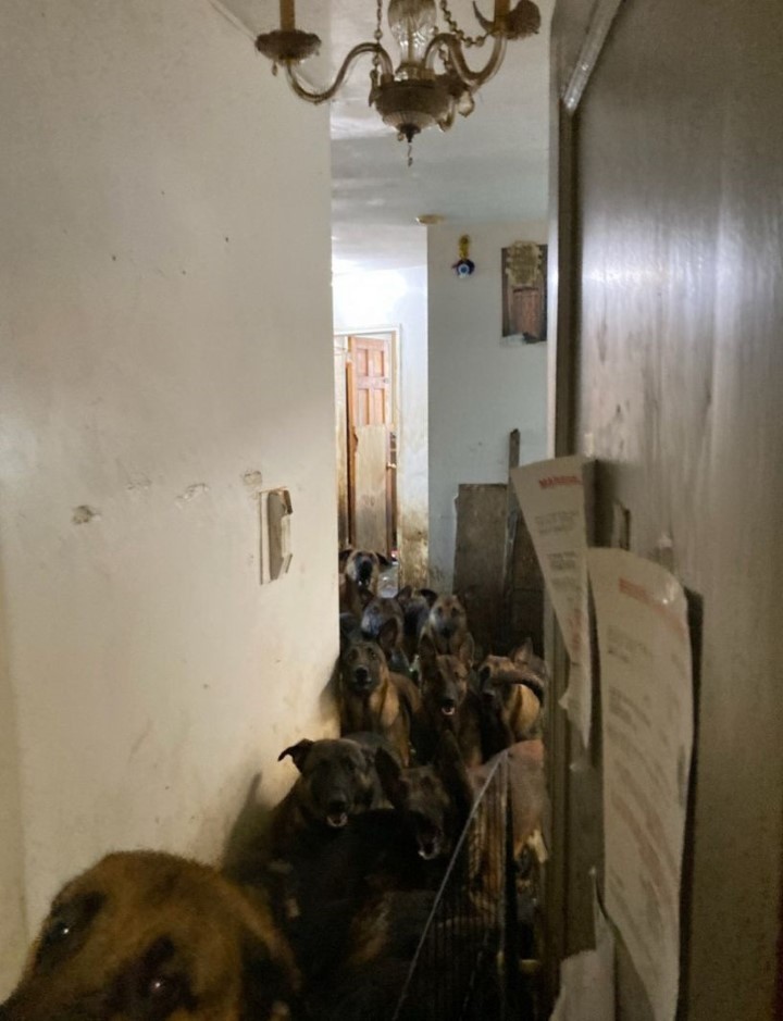 Bir dairede 48 köpek bulundu! Hiç dışarı çıkarılmamışlar - Resim : 1