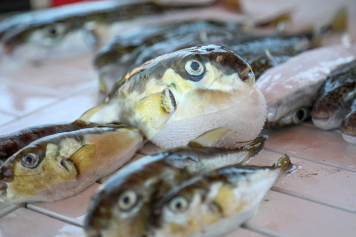 Balon balığı avcılarına destek tutarları arttı