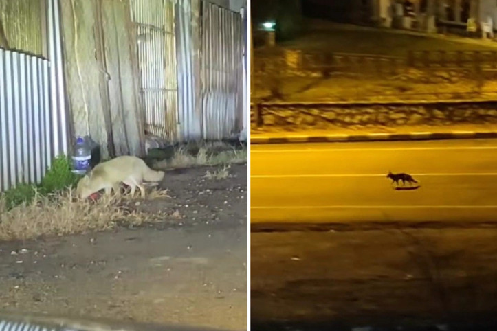 Şehre indiler: Çakallar aradıklarını bulamayınca döndü, tilkiler devam etti