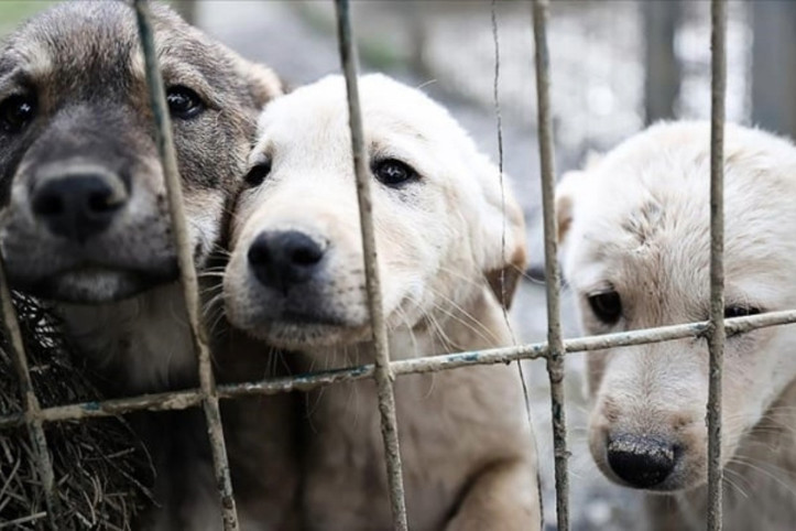 Valilik duyurdu: İstanbul’da sokak hayvanları için yeni karar
