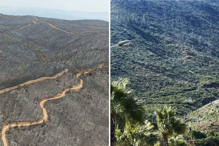 Yanan ormanlar 3 yılda hayata döndü
