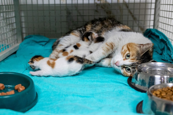 Camiden kovulan kedi ve yavruları koruma altına alındı