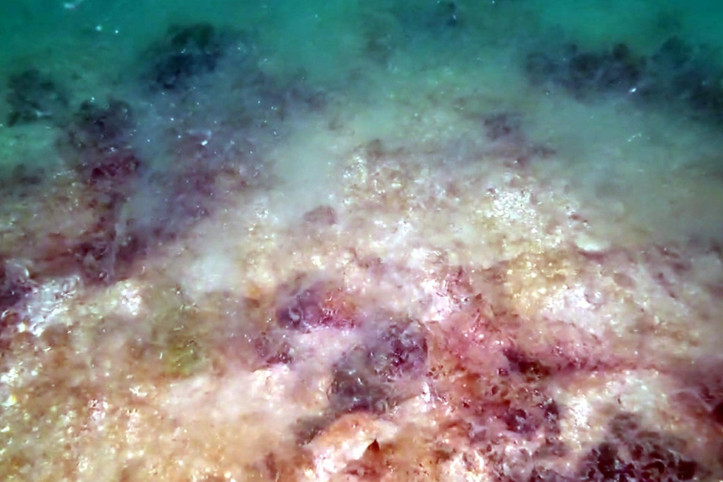 Marmara'da müsilaj istilası: 40 metre derinliğe kadar yayıldı