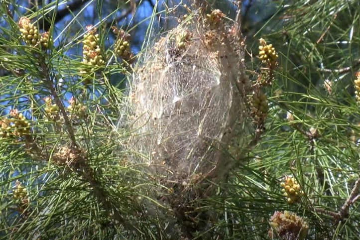 Ağaçlar için seferber oldular: 'Terminatör üretmeye başladık'