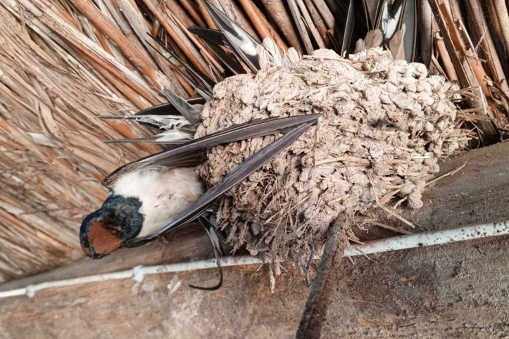 Hava sıcaklıkları düştü, kuşlar donarak öldü