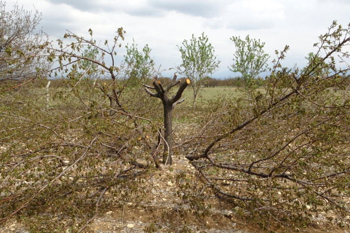 Meyveden umudu kesen çiftçi ağaçlarını kurtarmak için çabalıyor